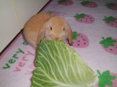 a small rabbit is chewing on a cabbage leaf