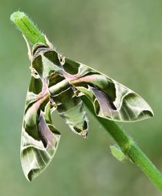 a close up view of some green leaves