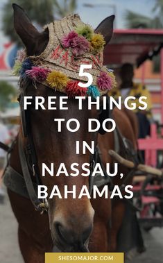 a horse wearing a hat with the words free things to do in nassau, bananas