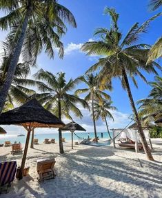 palm trees line the beach with hammocks and lounge chairs