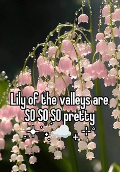 lily of the valley flowers with text that reads, lily of the valley are so so pretty