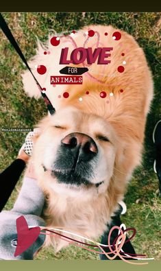 a golden retriever dog with its tongue out and his nose is sticking out while holding a leash in front of him