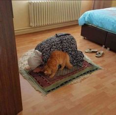 an orange cat laying on top of a rug next to a bed in a bedroom