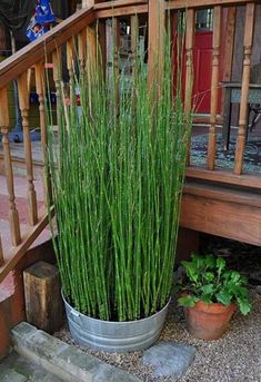 a large potted plant sitting on the ground next to a wooden stair case and railing