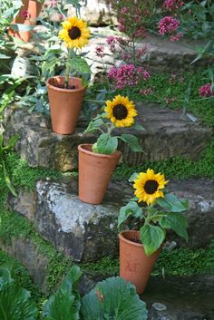 sunflowers are growing in clay pots on the steps leading up to some flowers