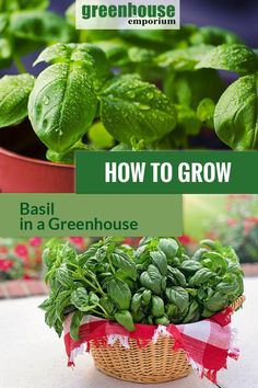 basil in a green house with text overlay how to grow basil in a greenhouse