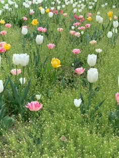 many different colored tulips growing in the grass