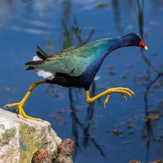 a colorful bird standing on top of a rock next to water