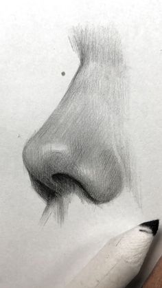 a pencil drawing of a dog's nose