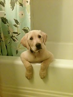 a dog that is sitting in a bathtub with its paws on the edge of the tub