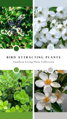 four different pictures with white flowers and green leaves in them, including the words bird attracting plants southern living plant collection