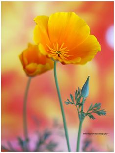 two yellow flowers are in front of an orange background