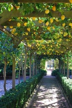 the walkway is lined with trees and lemons hanging from it's canopy over them