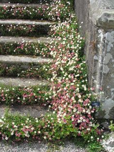 some pink and white flowers are growing on the steps