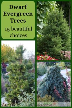 Evergreen Trees Landscaping, Conifers Garden, Evergreen Garden, Front Landscaping, Landscape Designs, Landscaping Tips, Evergreen Trees