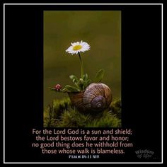 a white flower sitting on top of a snail next to a quote from the lord