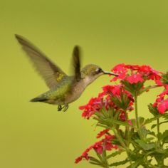 a hummingbird hovers over red flowers in front of a green background and yellow wall