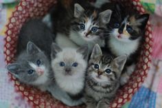 a group of kittens sitting in a basket together