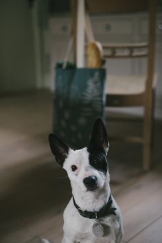 Molly dog. She photobombed our shoot for the Charlotte's Garden products. She helped herself to the baguette that we had put in the shopping bag too! Craft Boutique, Hebden Bridge, Garden Products, West Yorkshire, Yorkshire, Boston Terrier, Lamps, Bridge