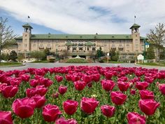 pink flowers in front of a large building