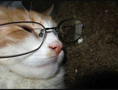 an orange and white cat wearing glasses on top of it's head with dirt ground in the background