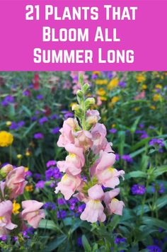 pink and yellow flowers with text overlay reading 21 plants that bloom all summer long