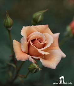 an orange rose is blooming in the middle of it's buddings