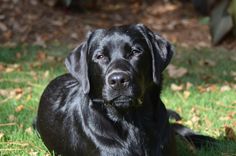 a black dog sitting in the grass looking at the camera