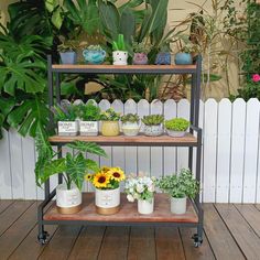 a shelf filled with potted plants on top of a wooden floor next to a white picket fence