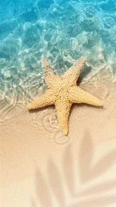 a starfish on the beach with blue water in the background