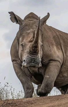 a rhino standing on top of a dry grass covered field next to tall grass and weeds