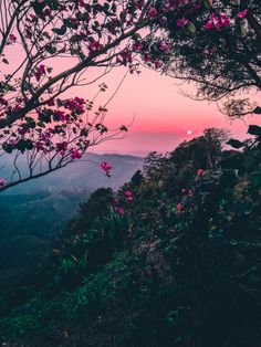 the sun is setting over some mountains with flowers in bloom and trees on either side