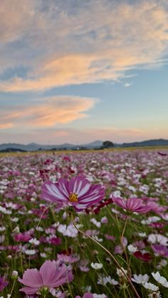 a field full of purple and white flowers under a cloudy sky