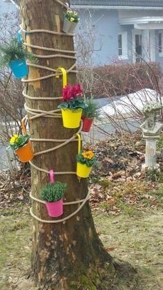 a tree with several potted plants tied to it