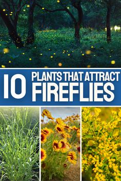 the top ten plants that attract fireflies