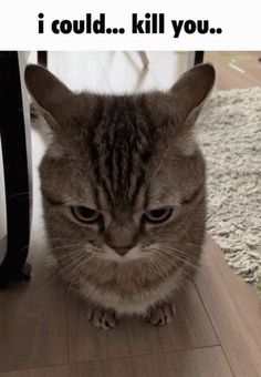 a cat sitting on the floor looking at something