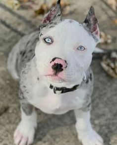 a white and gray dog with blue eyes