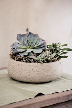 a small succulent plant sits in a white bowl