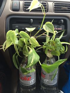 two bottles with plants in them sitting on the dash board