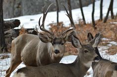 two deer standing next to each other in the snow