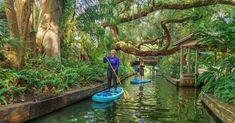 two people are paddling on paddles in the water near some trees and plants