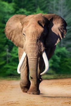 an elephant walking down a dirt road with trees in the backgrouds behind it