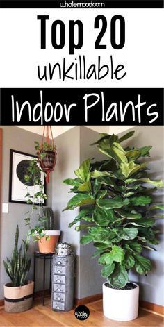 the top 20 unique indoor plants that you can grow in your home or office area