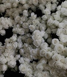 many white roses are arranged together in rows