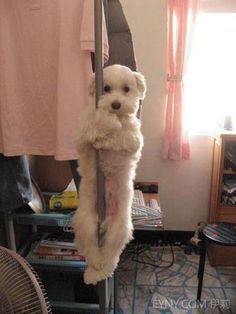 Funny Dog Pictures, Funny Animal Pictures, Dog Memes, Pole Dancing, 귀여운 동물, Dog Pictures, Funny Cute, Funny Dogs, Animals And Pets