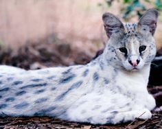 a spotted cat laying on the ground in front of some plants and dirt, looking at the camera