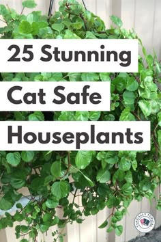 a potted plant with the words 25 stunning cat safe houseplants on it