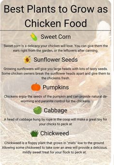 the best plants to grow as chicken food info sheet with instructions for growing and feeding chickens