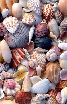 many sea shells are grouped together on the beach