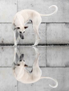 a white dog standing on top of a reflective surface next to a brick wall with its reflection in the water